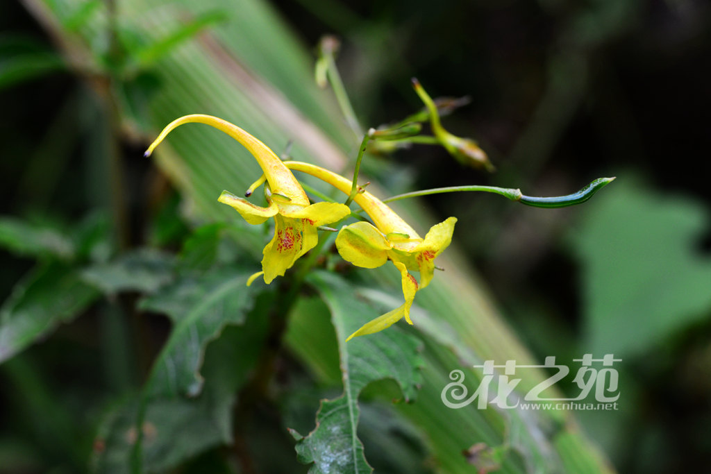 黄金凤 Impatiens siculifer