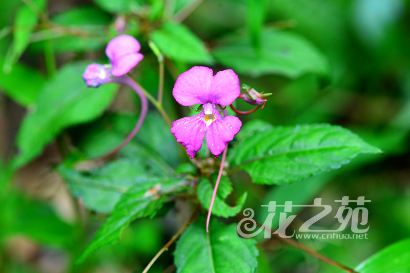 睫毛萼凤仙花 Impatiens blepharosepala