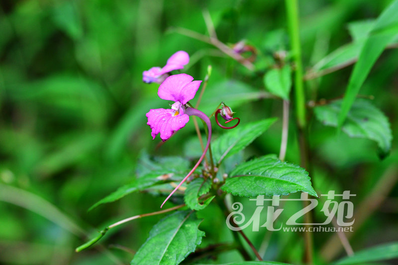 睫毛萼凤仙花 Impatiens blepharosepala