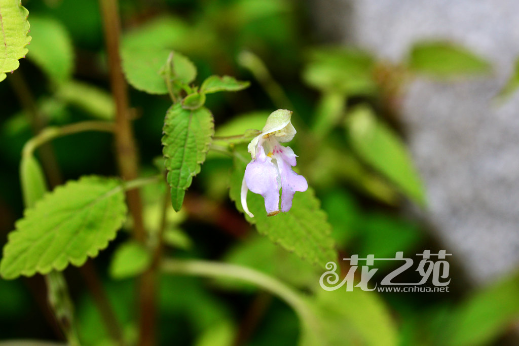 川西凤仙花 Impatiens apsotis