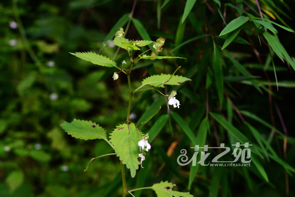 川西凤仙花 Impatiens apsotis