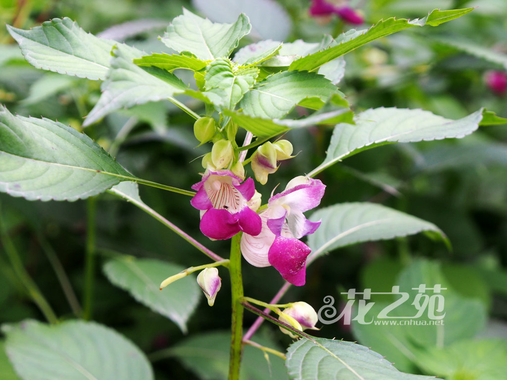 腹唇凤仙花 Impatiens gasterocheila