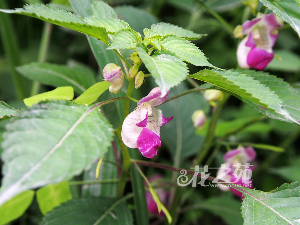 腹唇凤仙花 Impatiens gasterocheila