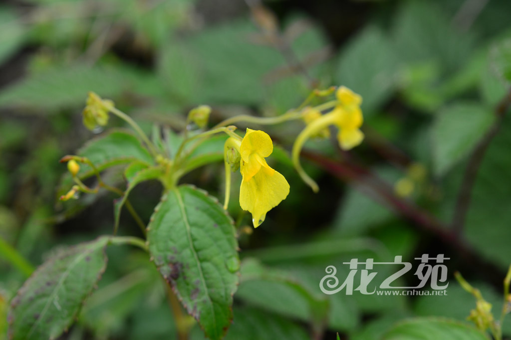 疏花凤仙花 Impatiens laxiflora