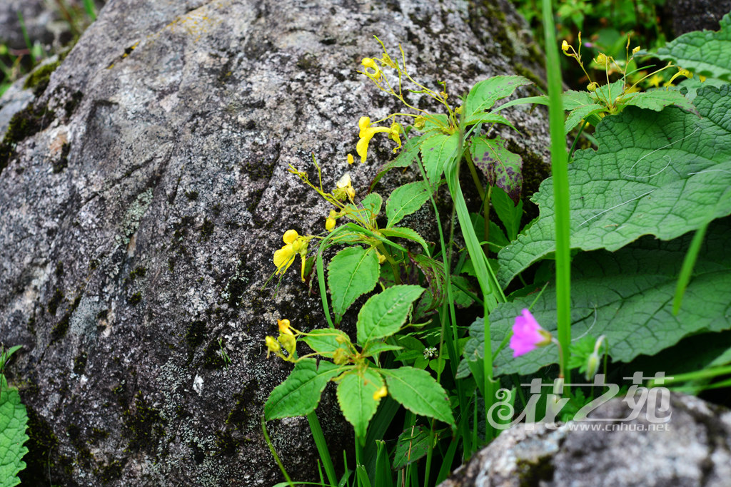 疏花凤仙花 Impatiens laxiflora