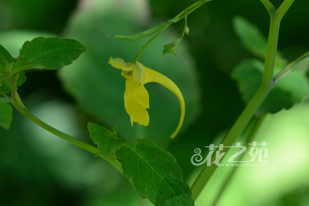 水金凤 Impatiens noli-tangere