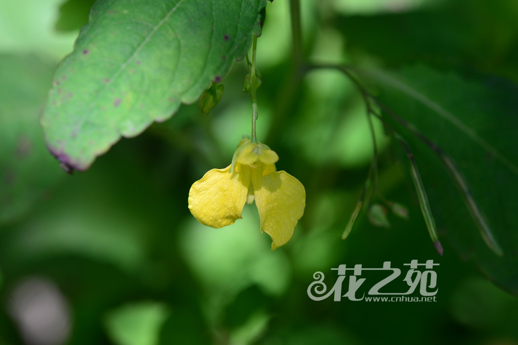 水金凤 Impatiens noli-tangere