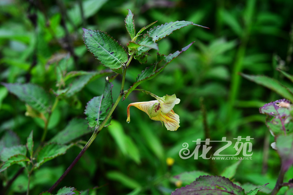 康定凤仙花 Impatiens soulieana