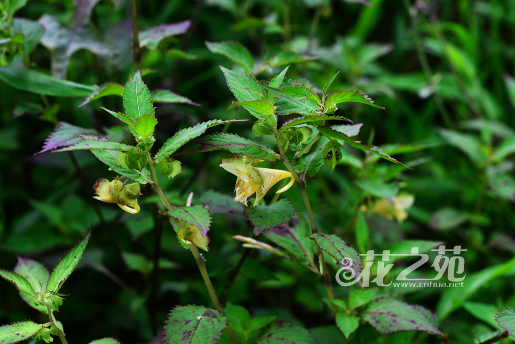 康定凤仙花 Impatiens soulieana