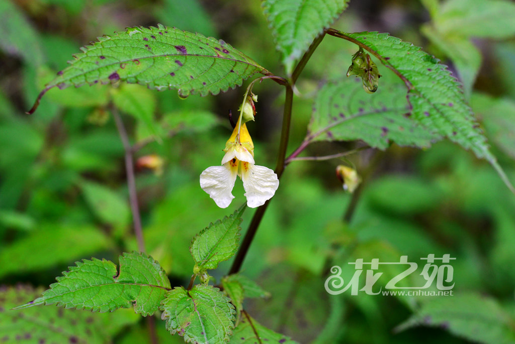 扭萼凤仙花 Impatiens tortisepala