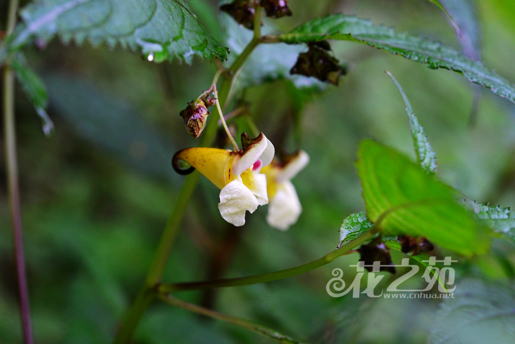 扭萼凤仙花 Impatiens tortisepala