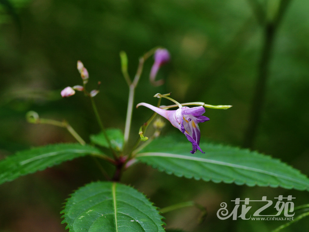 蓝花凤仙花 Impatiens cyanantha