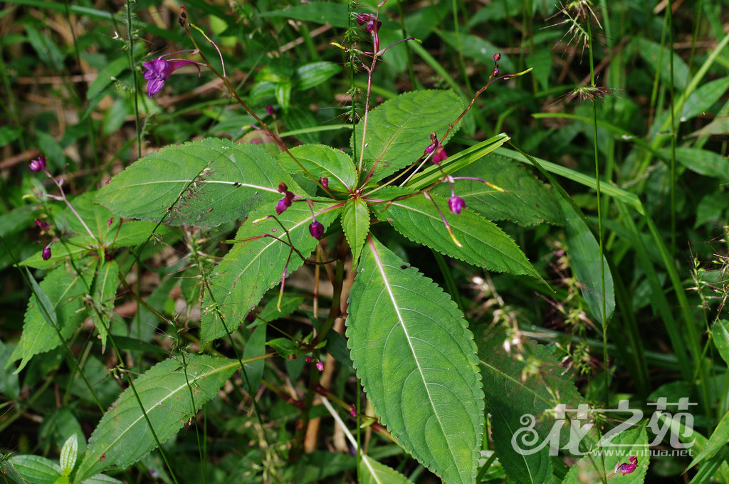 蓝花凤仙花 Impatiens cyanantha