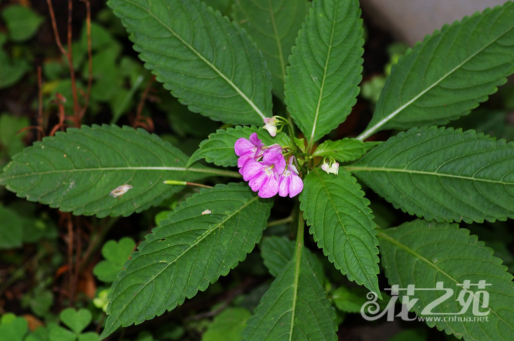 Impatiens chekiangensis 浙江凤仙花