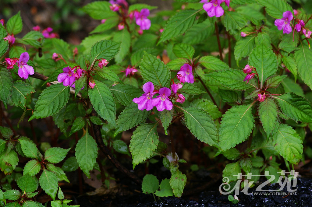 Impatiens chekiangensis 浙江凤仙花