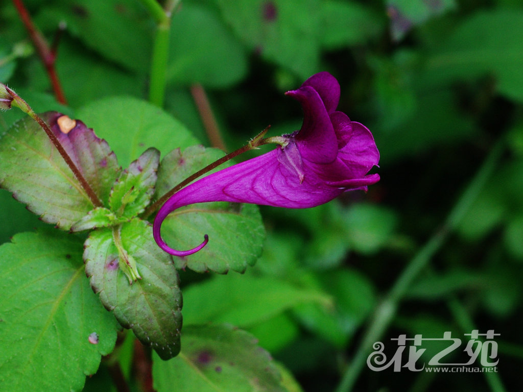 鸭跖草状凤仙花 Impatiens commelinoides