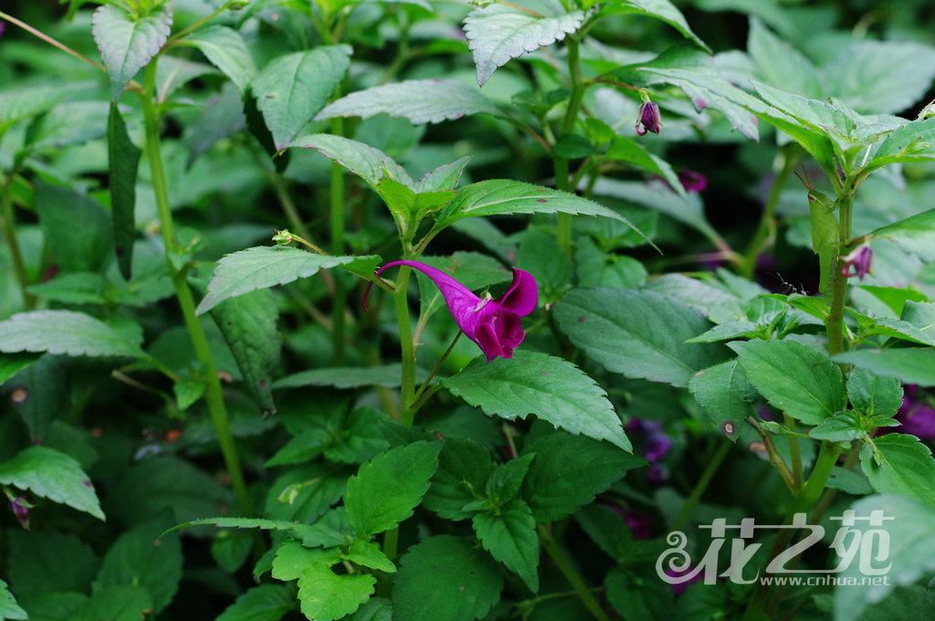 鸭跖草状凤仙花 Impatiens commelinoides