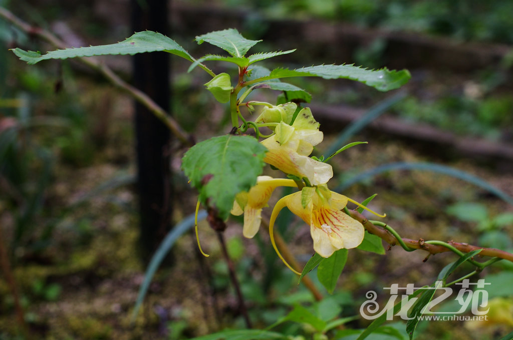 淡黄绿凤仙花 Impatiens chloroxantha 