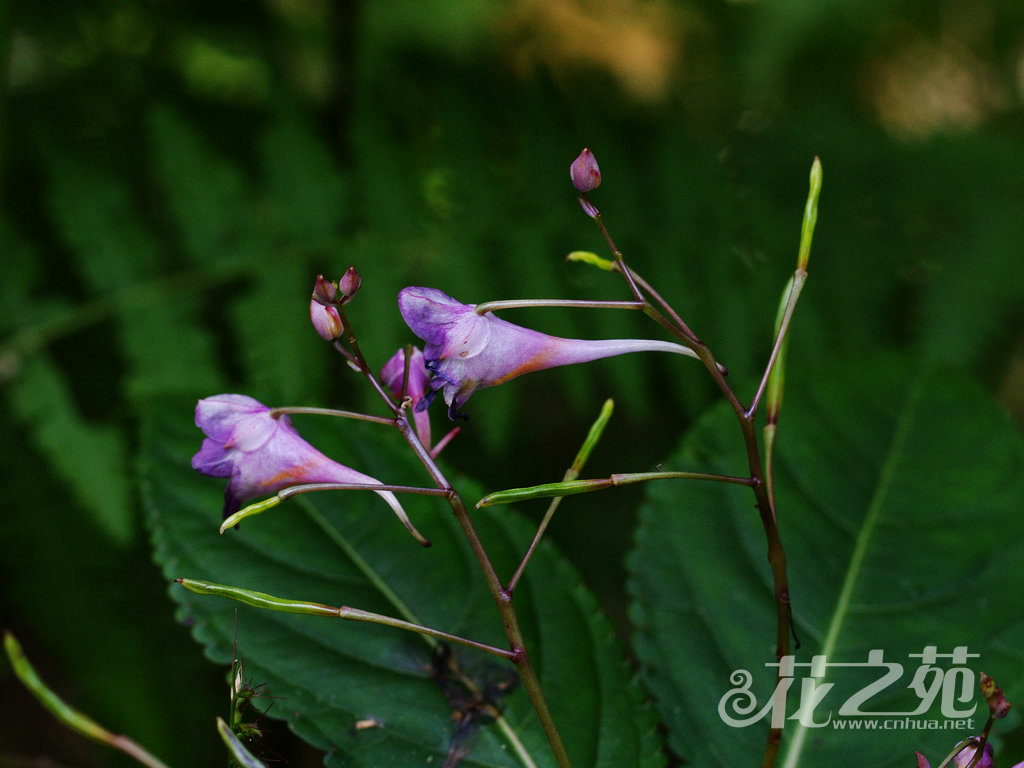 蓝花凤仙花 Impatiens cyanantha