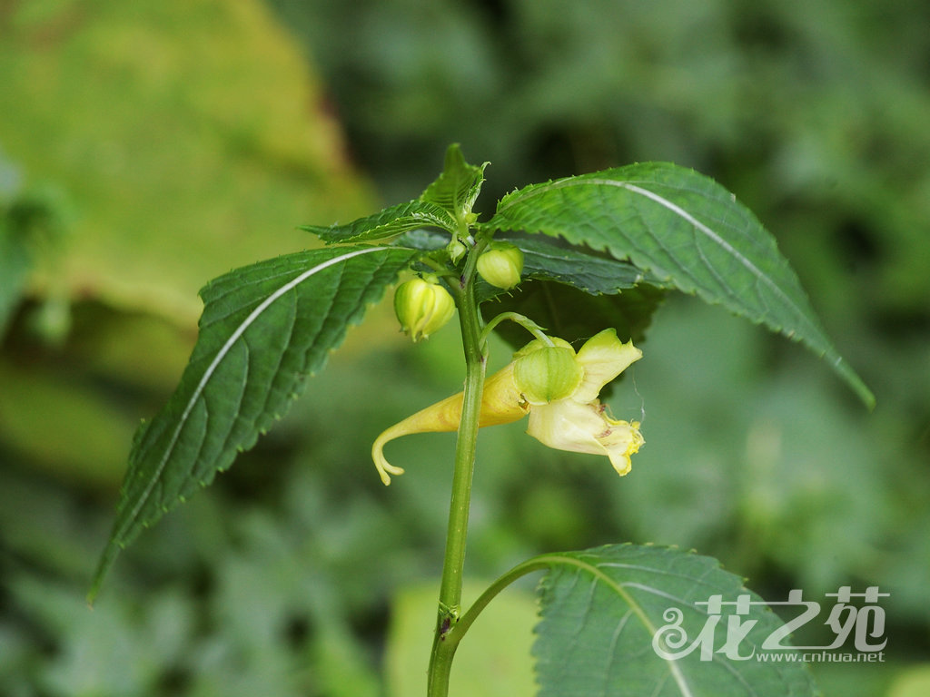 牯岭凤仙花 Impatiens davidii