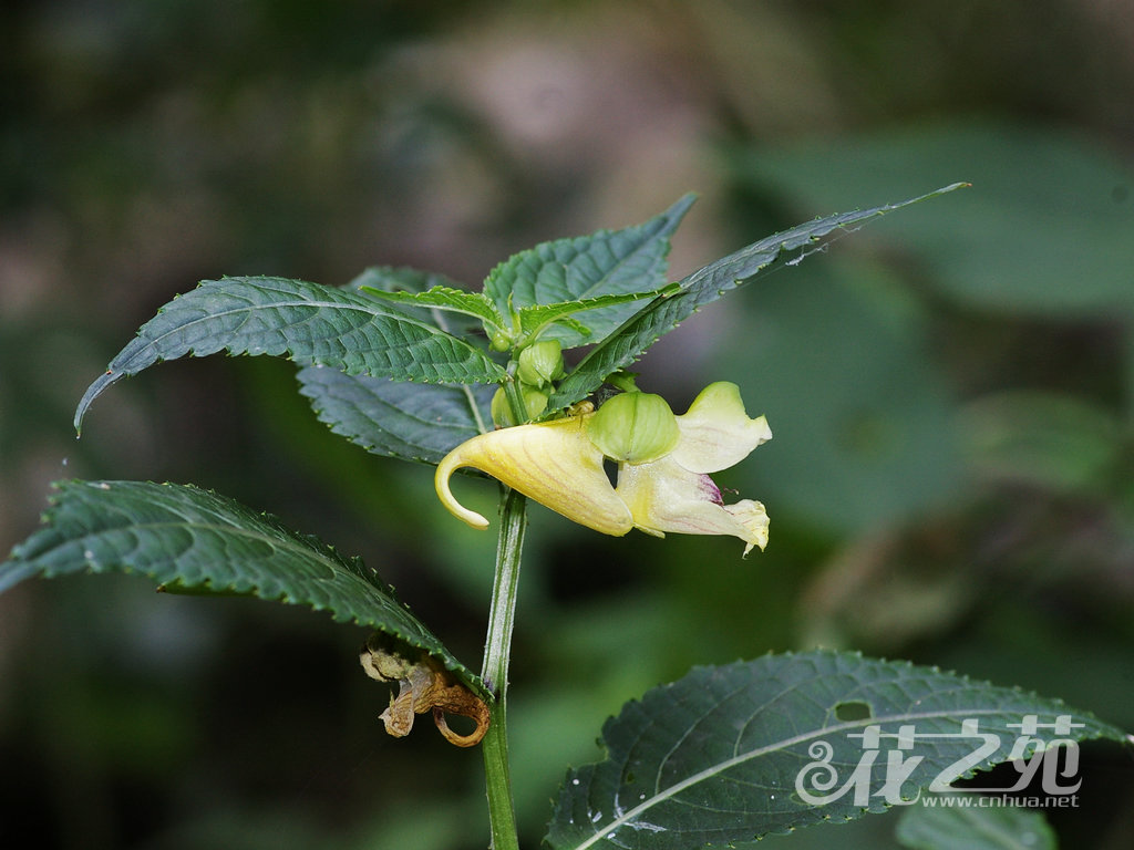 牯岭凤仙花 Impatiens davidii