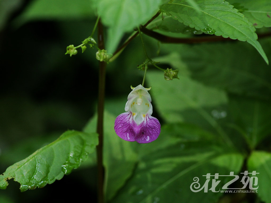 天目山凤仙花 Impatiens tienmushanica