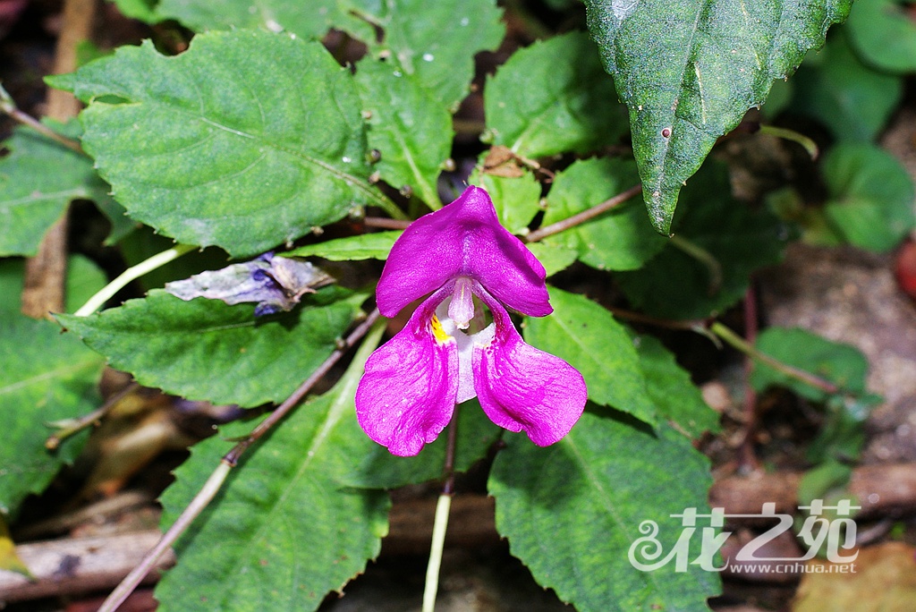 浙皖凤仙花 Impatiens neglecta