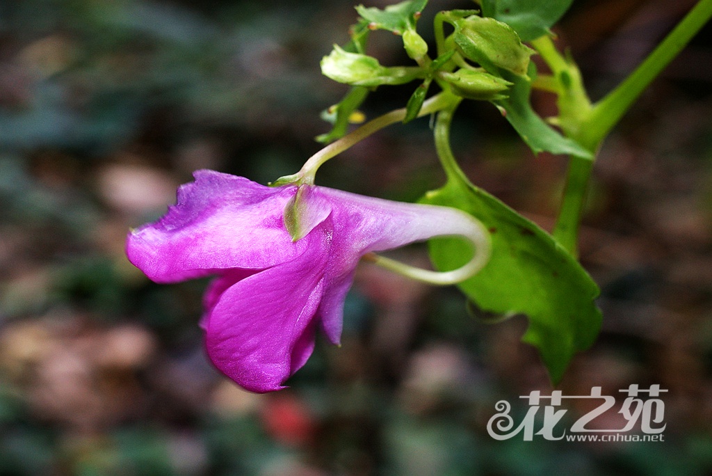 浙皖凤仙花 Impatiens neglecta