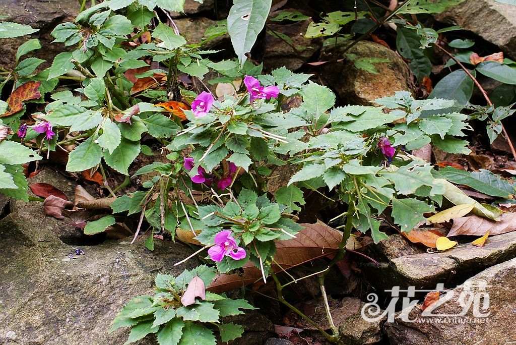 浙皖凤仙花 Impatiens neglecta