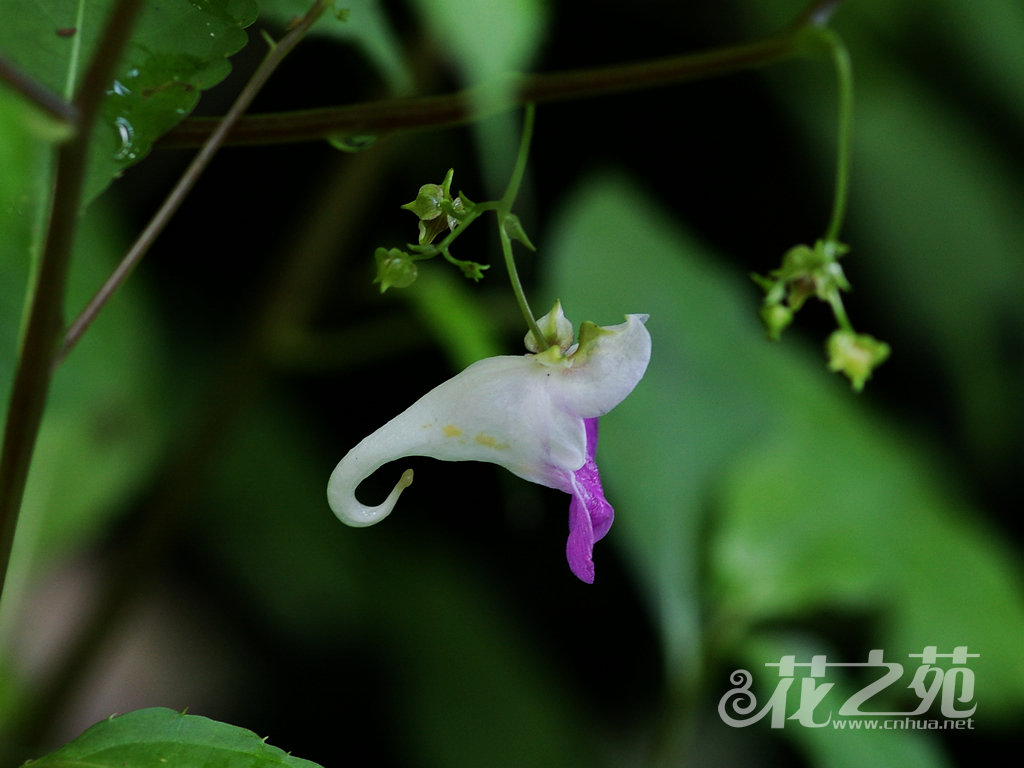 天目山凤仙花 Impatiens tienmushanica