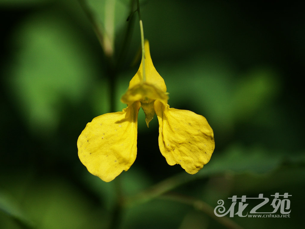 艺林凤仙花 Impatiens yilingiana