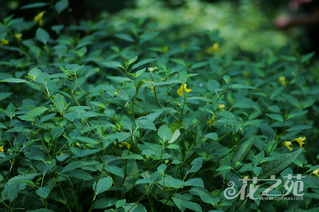 艺林凤仙花 Impatiens yilingiana