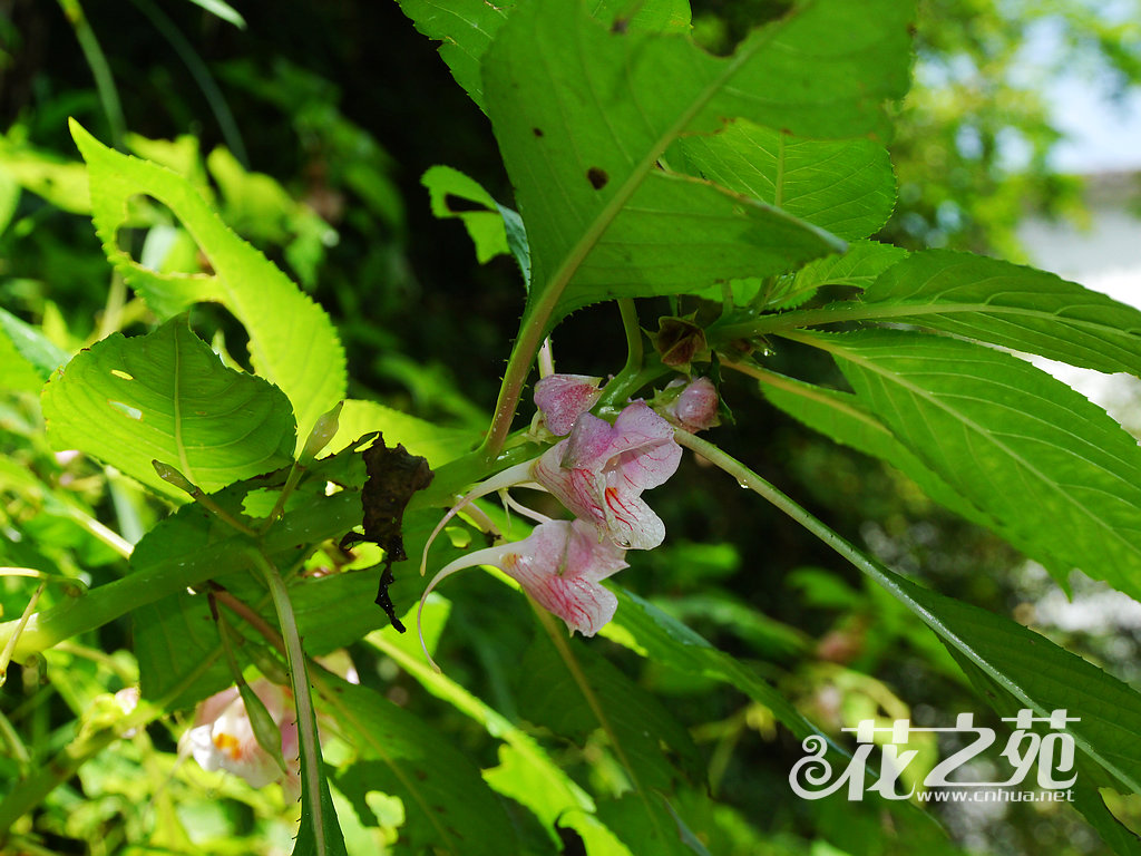阔萼凤仙花 Impatiens platysepala 