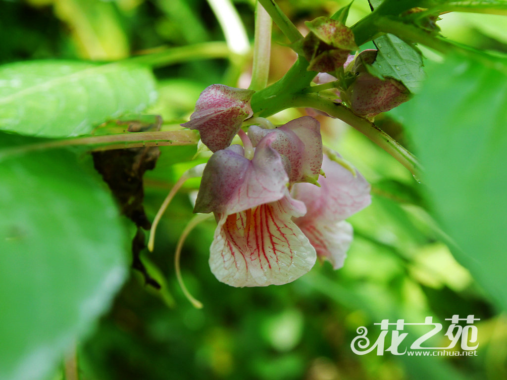 阔萼凤仙花 Impatiens platysepala 