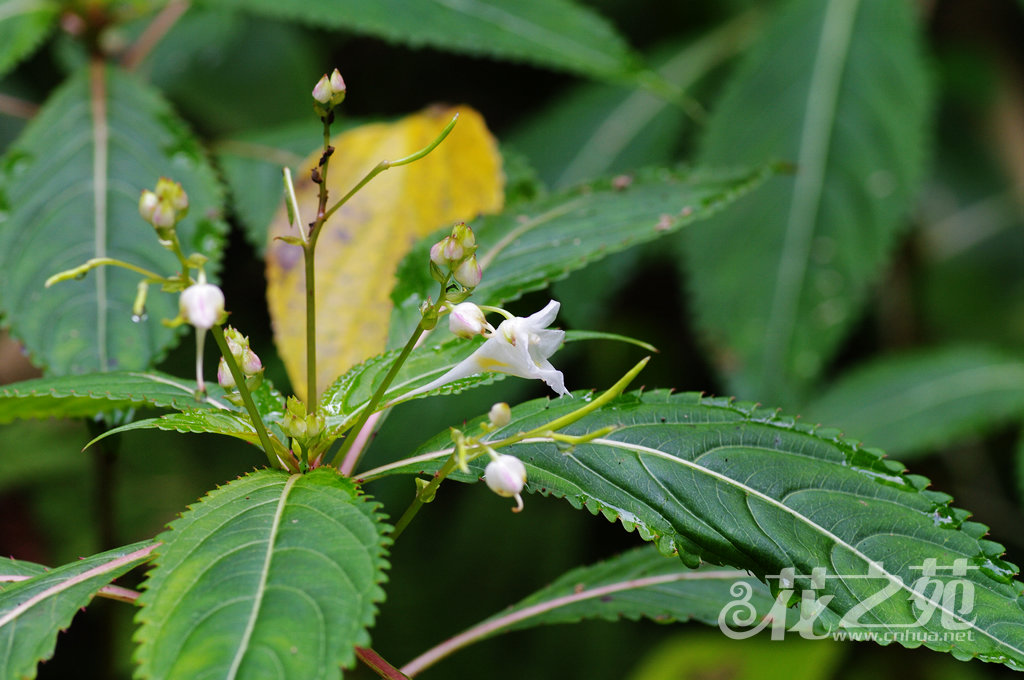 九龙山凤仙花 Impatiens jiulongshanica
