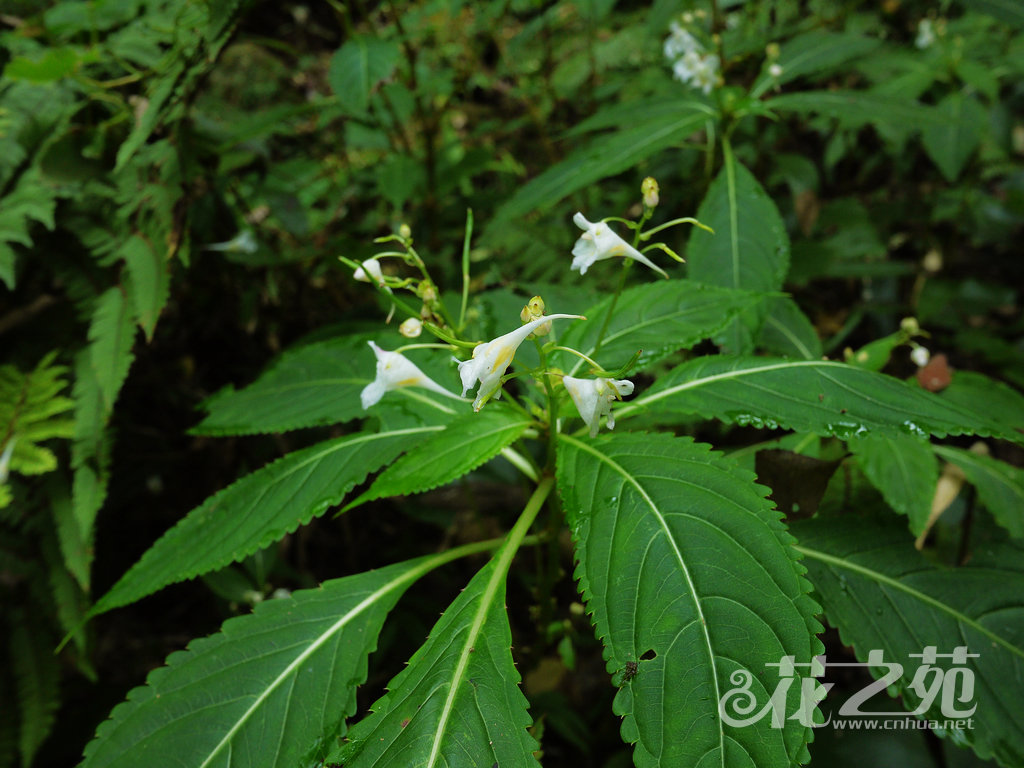 九龙山凤仙花 Impatiens jiulongshanica