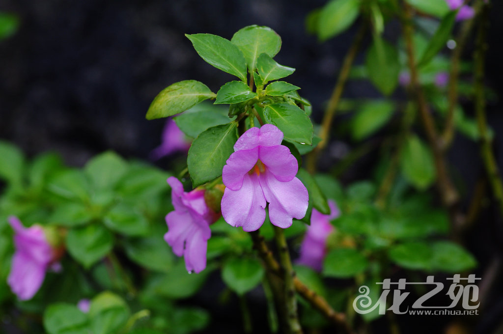 凭祥凤仙花 Impatiens pingxiangensis