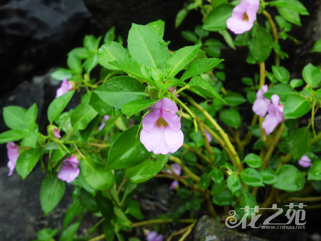 凭祥凤仙花 Impatiens pingxiangensis