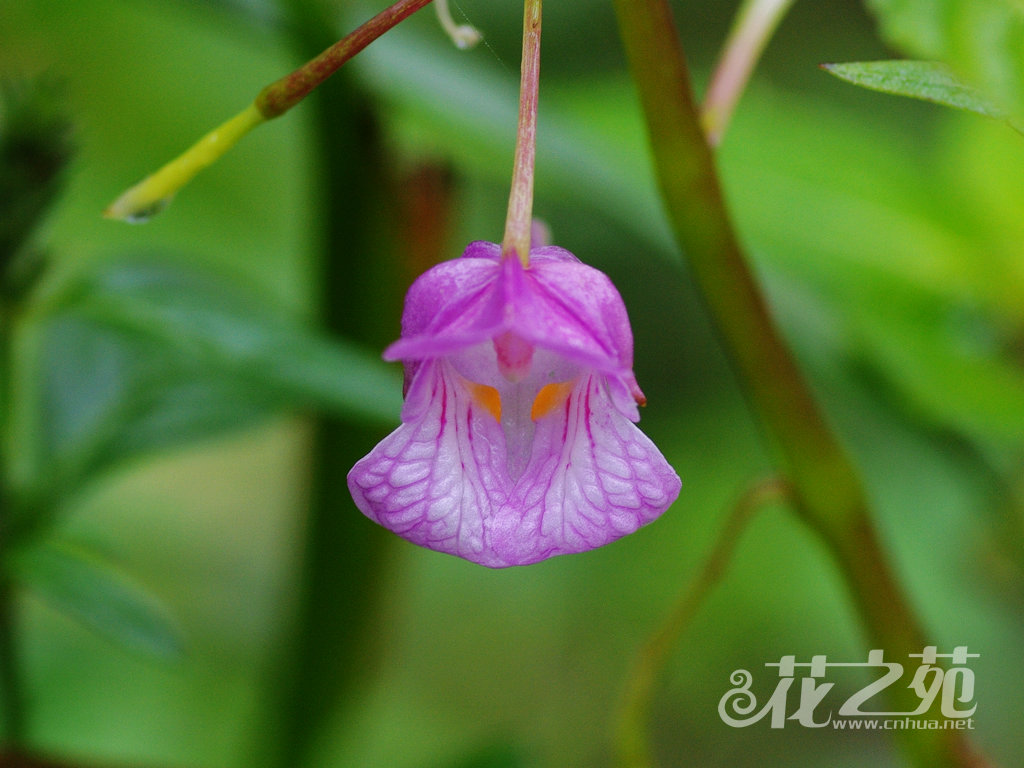 Impatiens platysepala var. kuocangshanica 括苍山凤仙花