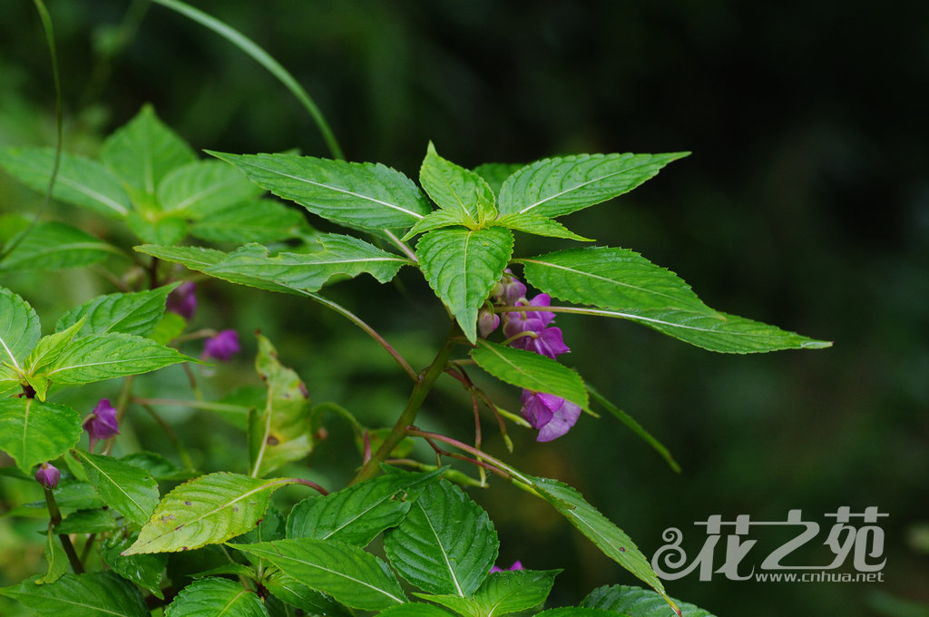 Impatiens platysepala var. kuocangshanica 括苍山凤仙花