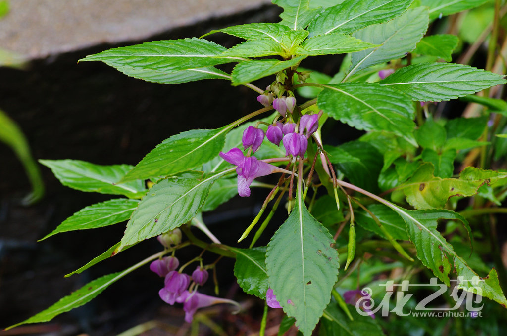 Impatiens platysepala var. kuocangshanica 括苍山凤仙花