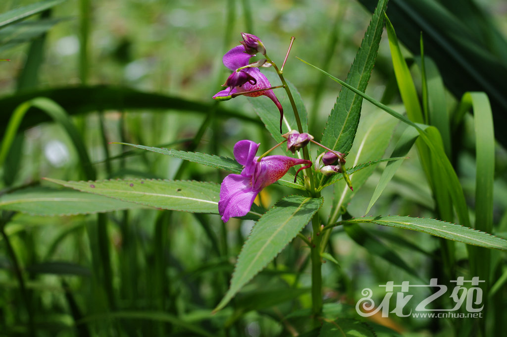 水凤仙花 Impatiens aquatilis 