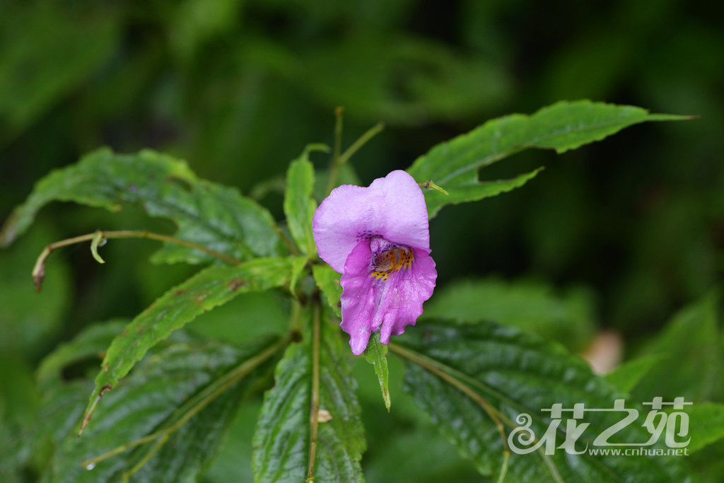 华丽凤仙花 Impatiens faberi