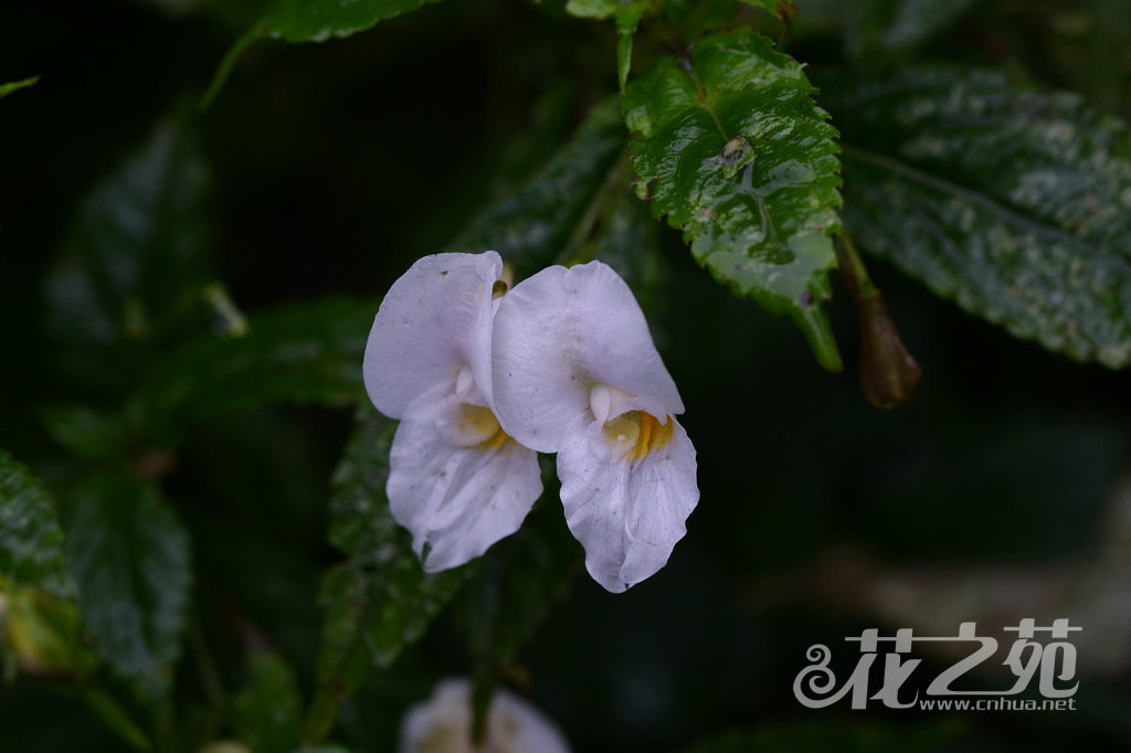 华丽凤仙花 Impatiens faberi