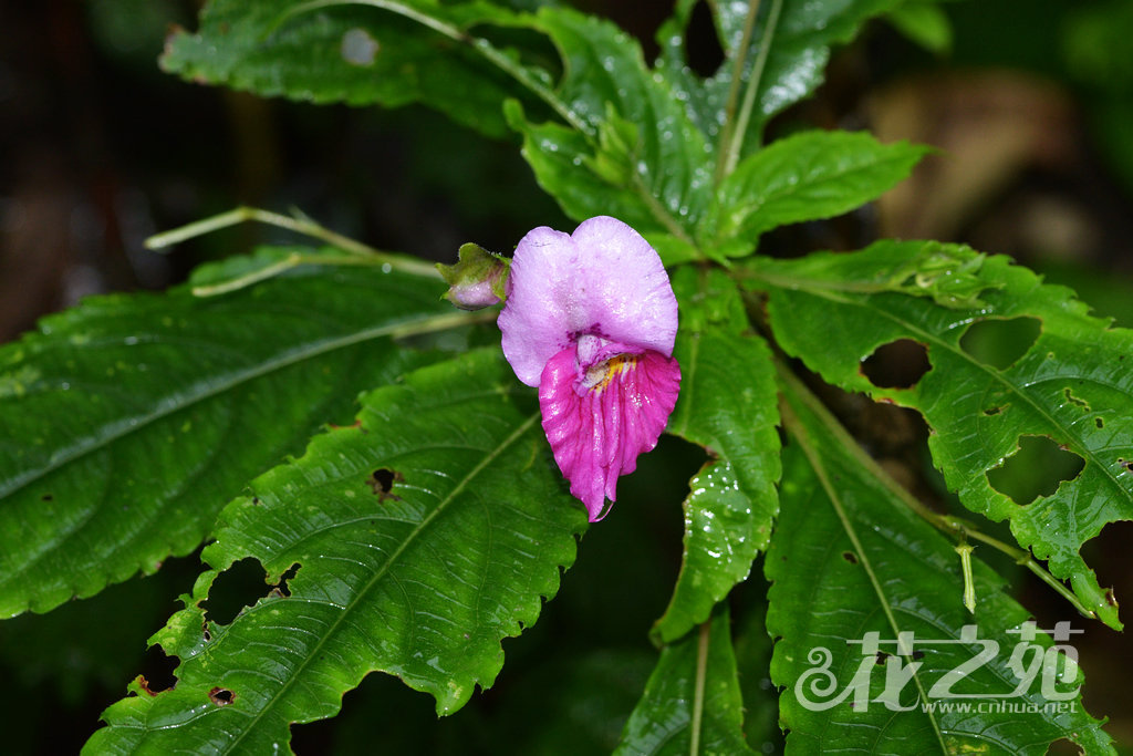 华丽凤仙花 Impatiens faberi