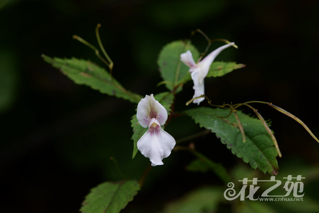 侧穗凤仙花 Impatiens lateristachys