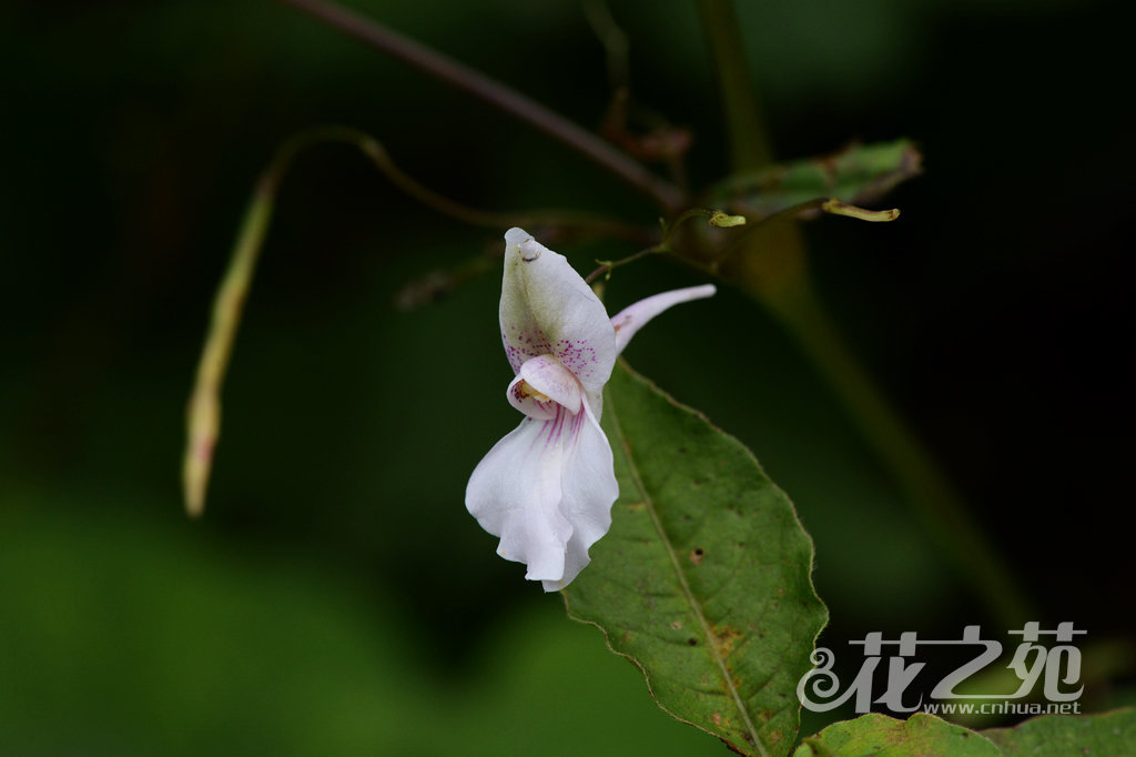 侧穗凤仙花 Impatiens lateristachys