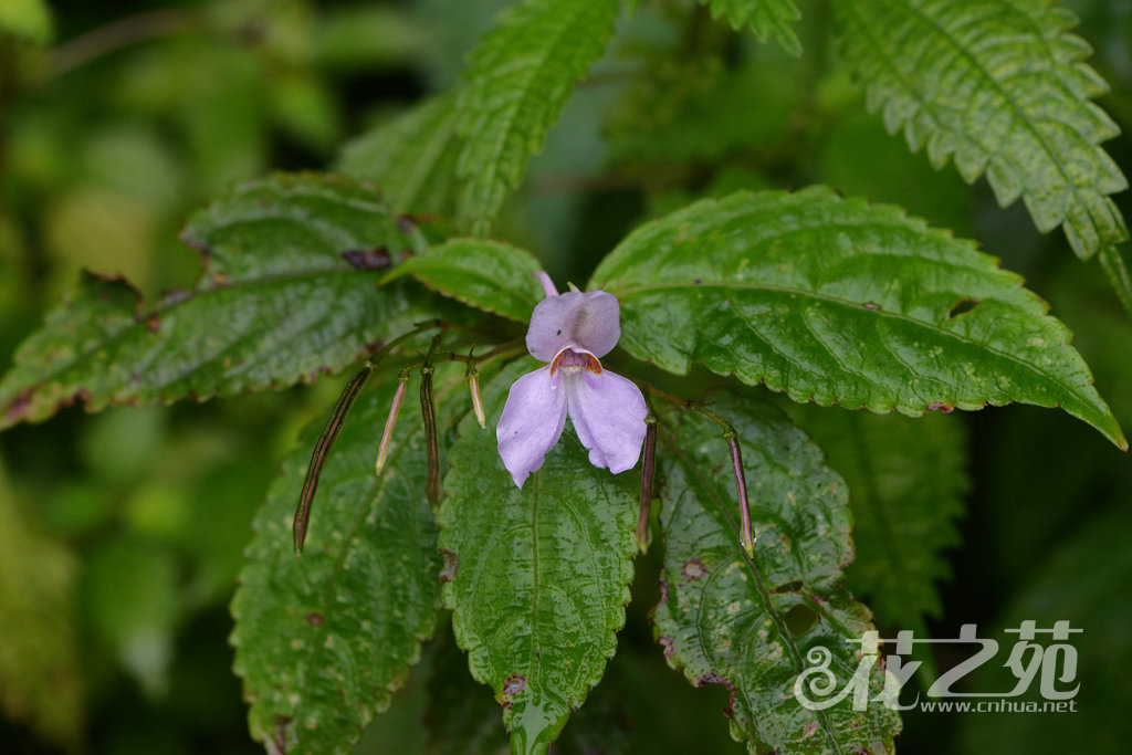纤袅凤仙花 Impatiens imbecilla