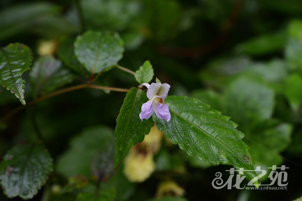 纤袅凤仙花 Impatiens imbecilla