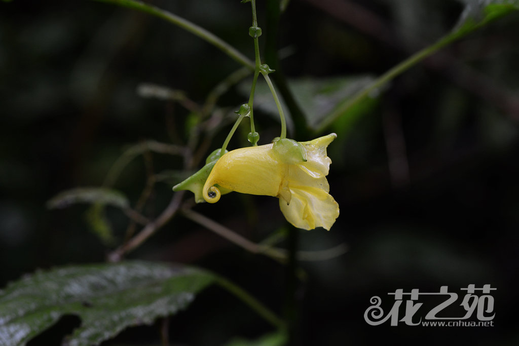 贝苞凤仙花 Impatiens conchibracteata